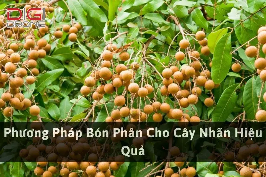 Phương Pháp Bón Phân Cho Cây Nhãn Hiệu Quả