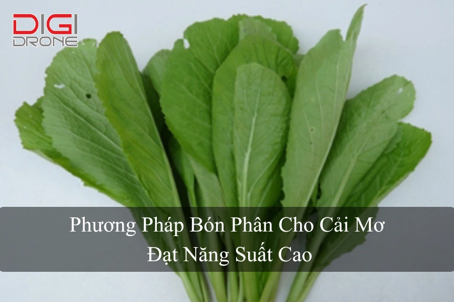 Phương Pháp Bón Phân Cho Cải Mơ Đạt Năng Suất Cao