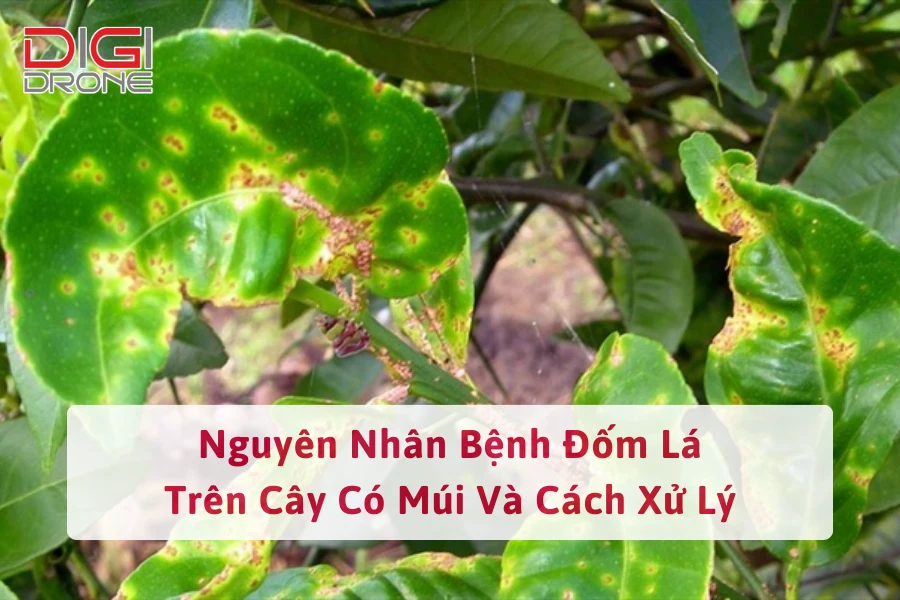 Nguyên Nhân Bệnh Đốm Lá Trên Cây Có Múi Và Cách Xử Lý