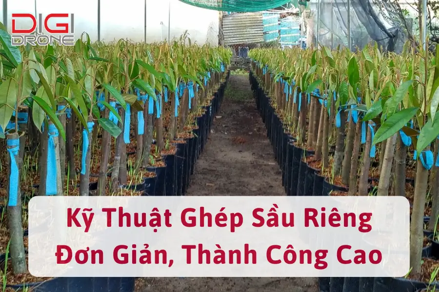 Hướng Dẫn Kỹ Thuật Ghép Sầu Riêng Đơn Giản, Thành Công Cao