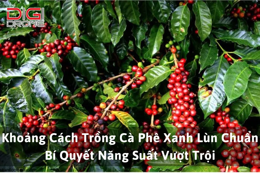 Khoảng Cách Trồng Cà Phê Xanh Lùn Chuẩn: Bí Quyết Năng Suất Vượt Trội