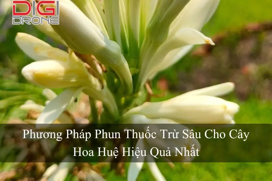 Phương Pháp Phun Thuốc Trừ Sâu Cho Cây Hoa Huệ Hiệu Quả Nhất