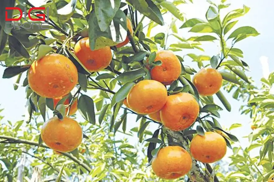 phun-thuoc-cho-cay-quyt