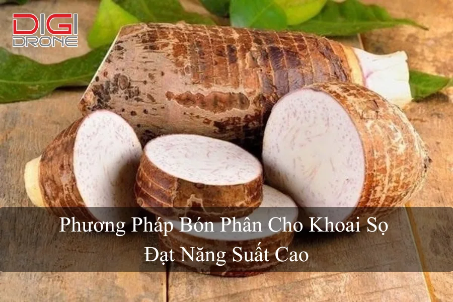 Phương Pháp Bón Phân Cho Khoai Sọ Đạt Năng Suất Cao