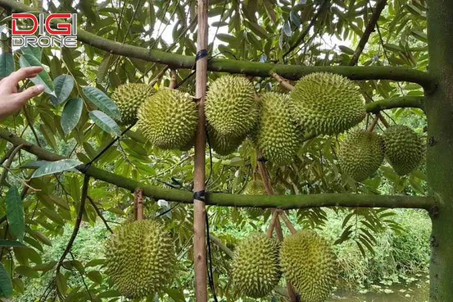 kỹ thuật trồng cây sầu riêng ri6
