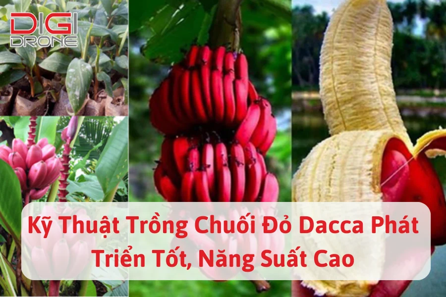 Kỹ Thuật Trồng Chuối Đỏ Dacca Phát Triển Tốt, Năng Suất Cao