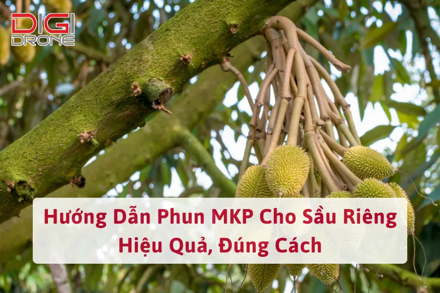 Hướng Dẫn Phun MKP Cho Sầu Riêng Hiệu Quả, Đúng Cách