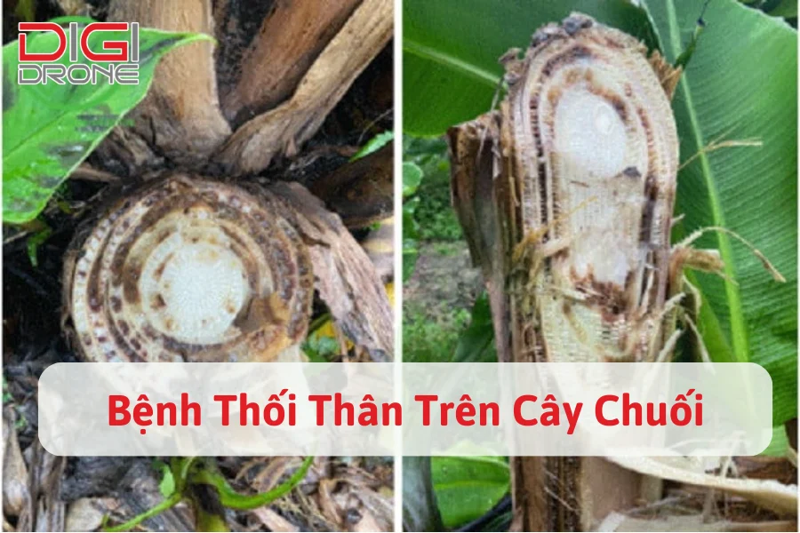 Biện Pháp Phòng Trừ Bệnh Thối Thân Trên Cây Chuối Hiệu Quả