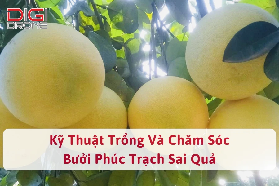 Kỹ Thuật Trồng Và Chăm Sóc Bưởi Phúc Trạch Sai Quả