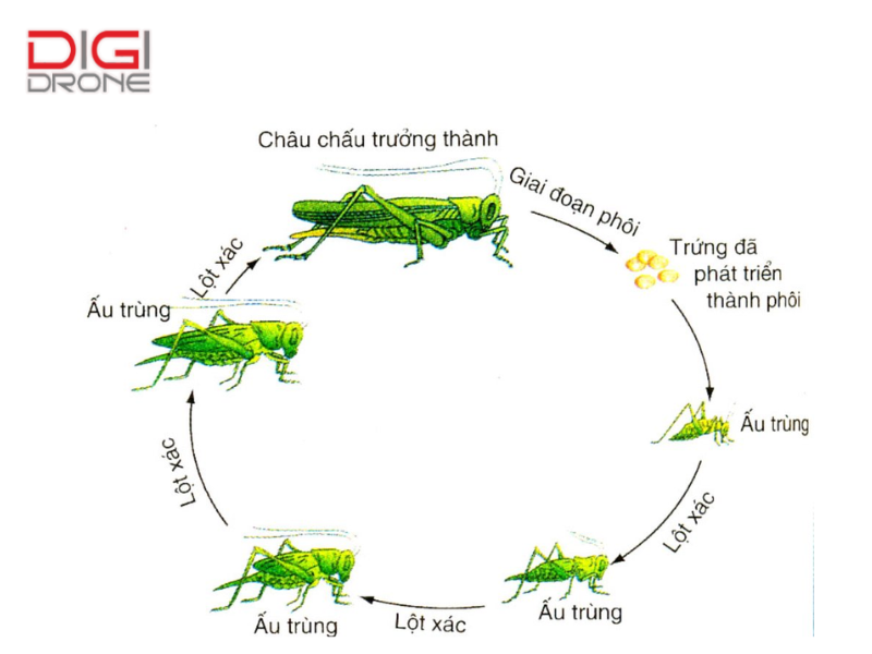 Vòng đời của châu chấu: Từ trứng đến trưởng thành