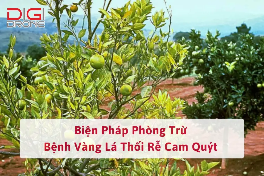 Biện Pháp Phòng Trừ Bệnh Vàng Lá Thối Rễ Cam Quýt Hiệu Quả