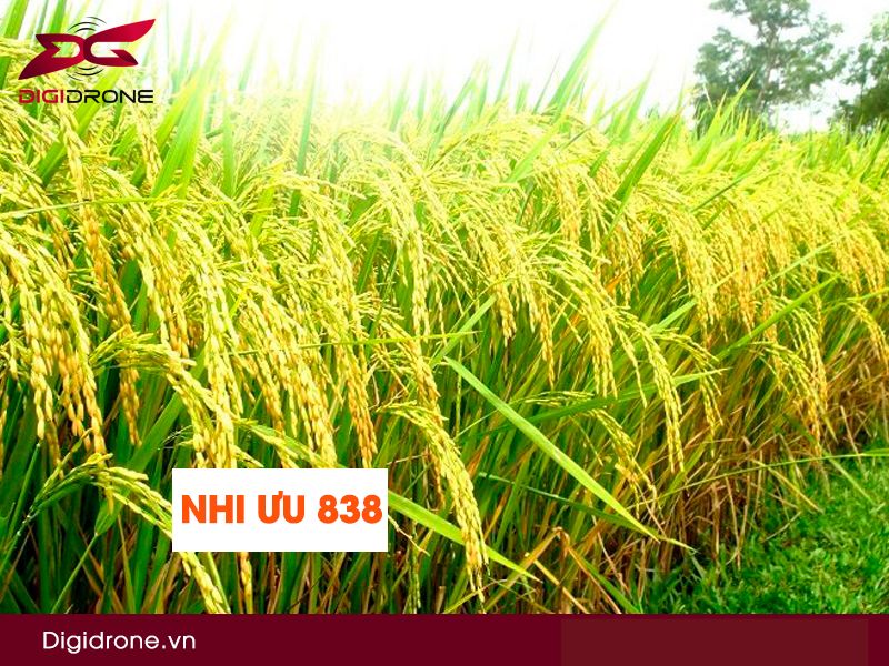 Giống lúa Nhị Ưu 838: kỹ thuật canh tác và gieo trồng hiệu quả