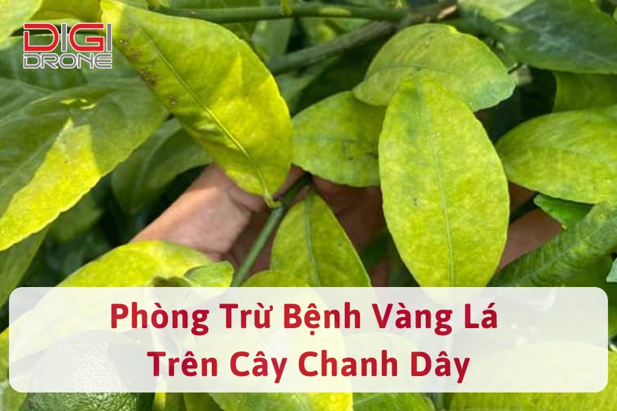 Cách Phòng Trừ Bệnh Vàng Lá Trên Cây Chanh Dây Hiệu Quả