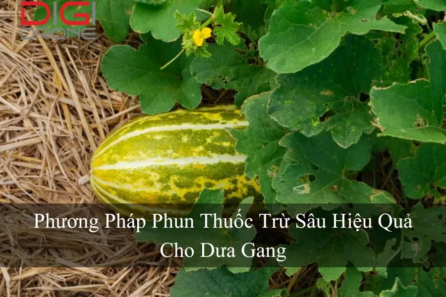 Phương Pháp Phun Thuốc Trừ Sâu Hiệu Quả Cho Dưa Gang