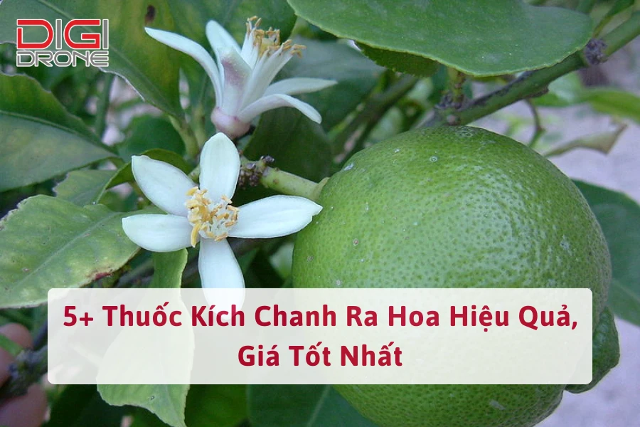 5+ Thuốc Kích Chanh Ra Hoa Hiệu Quả, Giá Tốt Nhất