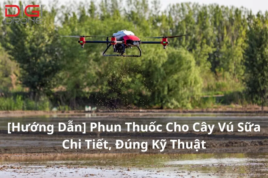 Các Bước Phun Thuốc Cho Cây Vú Sữa An Toàn, Hiệu Quả