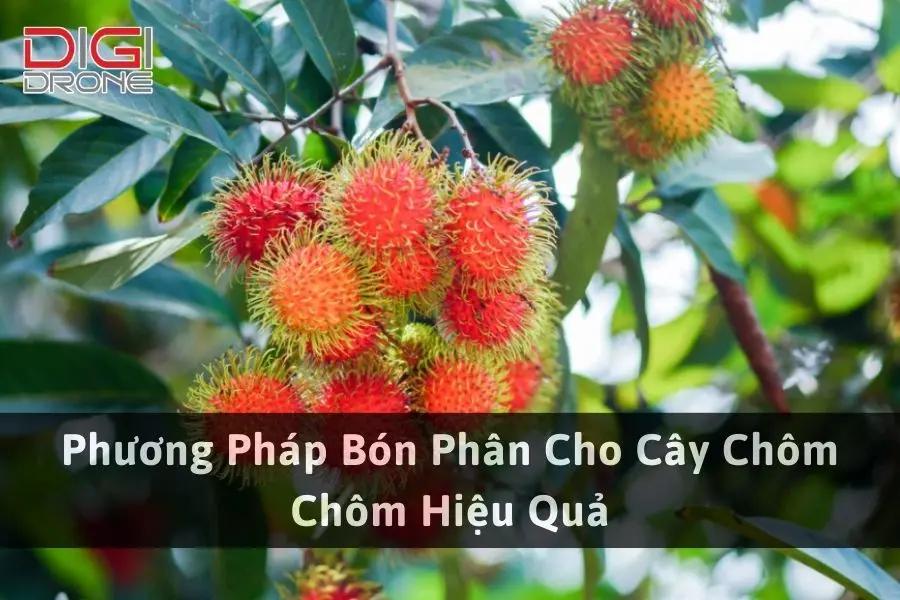 Phương Pháp Bón Phân Cho Cây Chôm Chôm Hiệu Quả