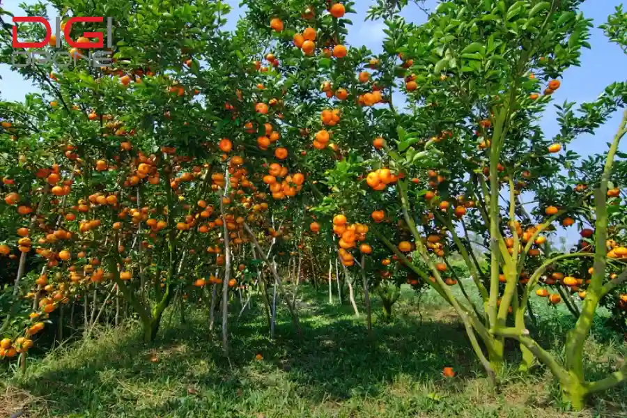 Kỹ thuật phun thuốc trừ sâu cho cây quýt hiệu quả