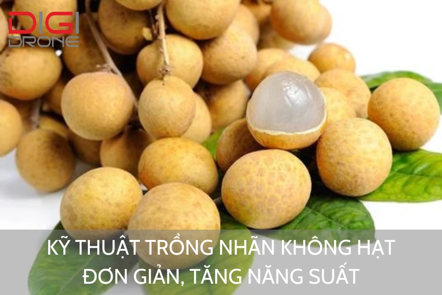 Kỹ Thuật Trồng Nhãn Không Hạt Đơn Giản, Tăng Năng Suất