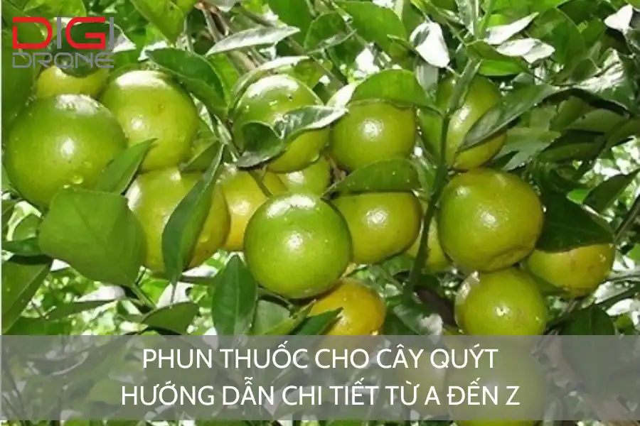 Phun Thuốc Cho Cây Quýt | Hướng Dẫn Chi Tiết Từ A Đến Z