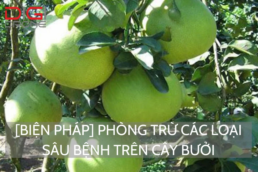 [Biện Pháp] Phòng Trừ Các Loại Sâu Bệnh Trên Cây Bưởi