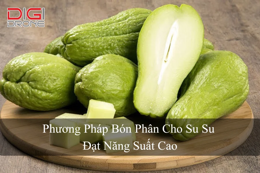 Phương Pháp Bón Phân Cho Su Su Đạt Năng Suất Cao