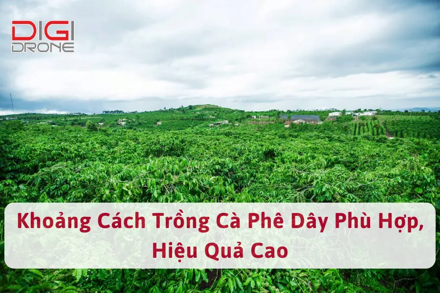 Kỹ Thuật, Khoảng Cách Trồng Cà Phê Dây Phù Hợp, Hiệu Quả Cao