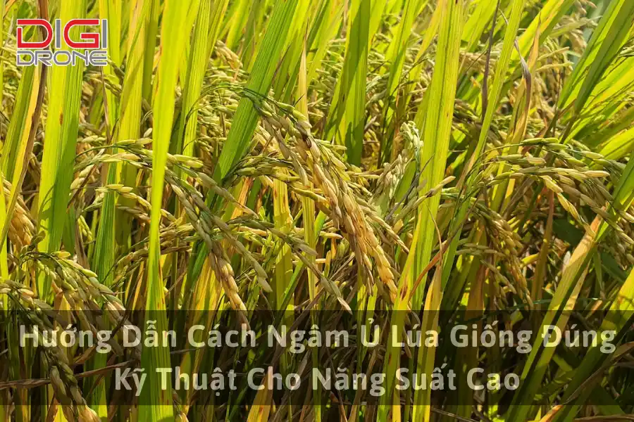 Hướng Dẫn Cách Ngâm Ủ Lúa Giống Đúng Kỹ Thuật Cho Năng Suất Cao