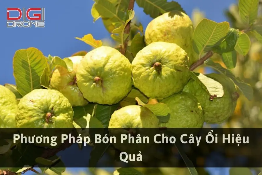 Phương Pháp Bón Phân Cho Cây Ổi Hiệu Quả