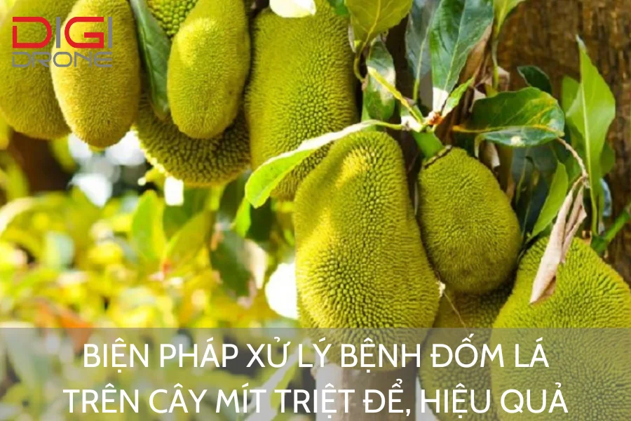 Biện Pháp Xử Lý Bệnh Đốm Lá Trên Cây Mít Triệt Để, Hiệu Quả