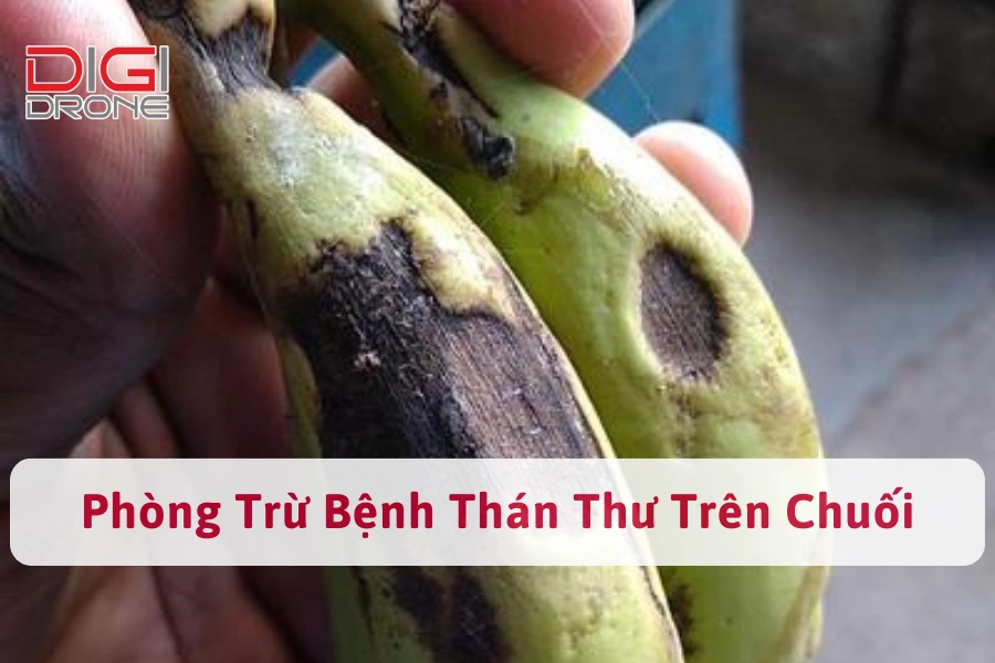 Bệnh Thán Thư Trên Chuối | Nguyên Nhân Và Cách Phòng Trừ