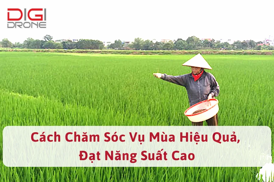 Cách Chăm Sóc Vụ Mùa Hiệu Quả, Đạt Năng Suất Cao