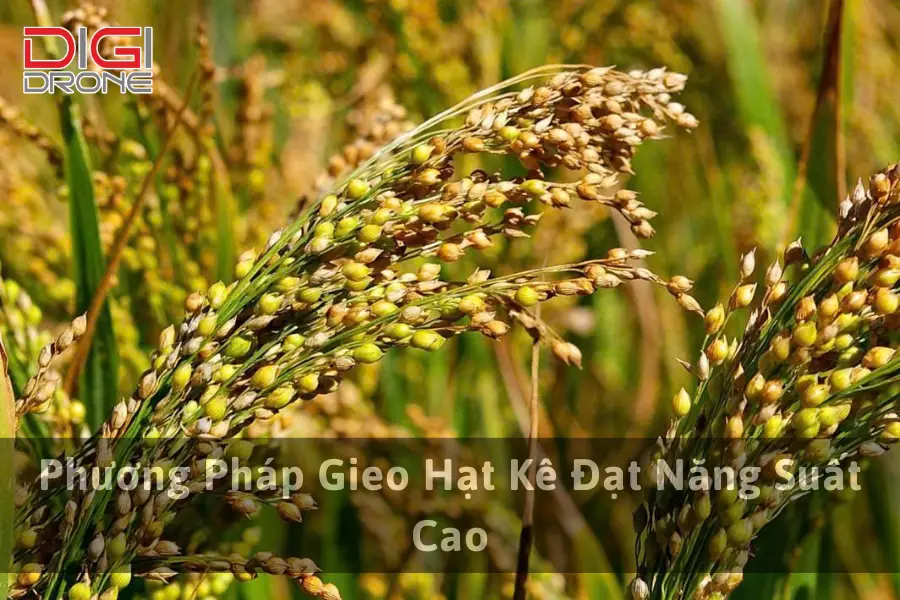 Phương Pháp Gieo Hạt Kê Đạt Năng Suất Cao