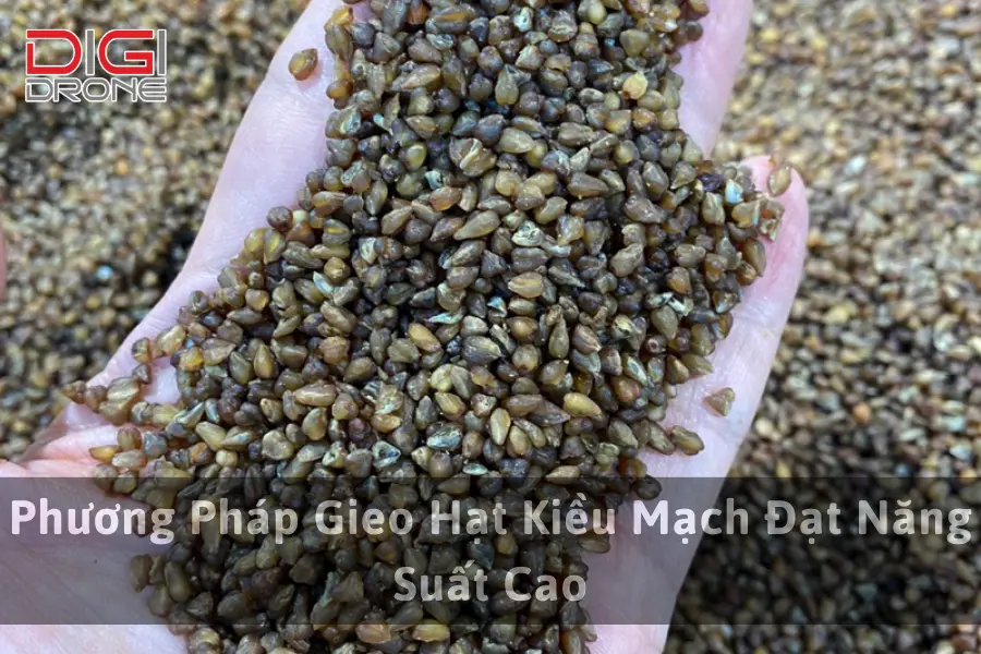 Phương Pháp Gieo Hạt Kiều Mạch Đạt Năng Suất Cao