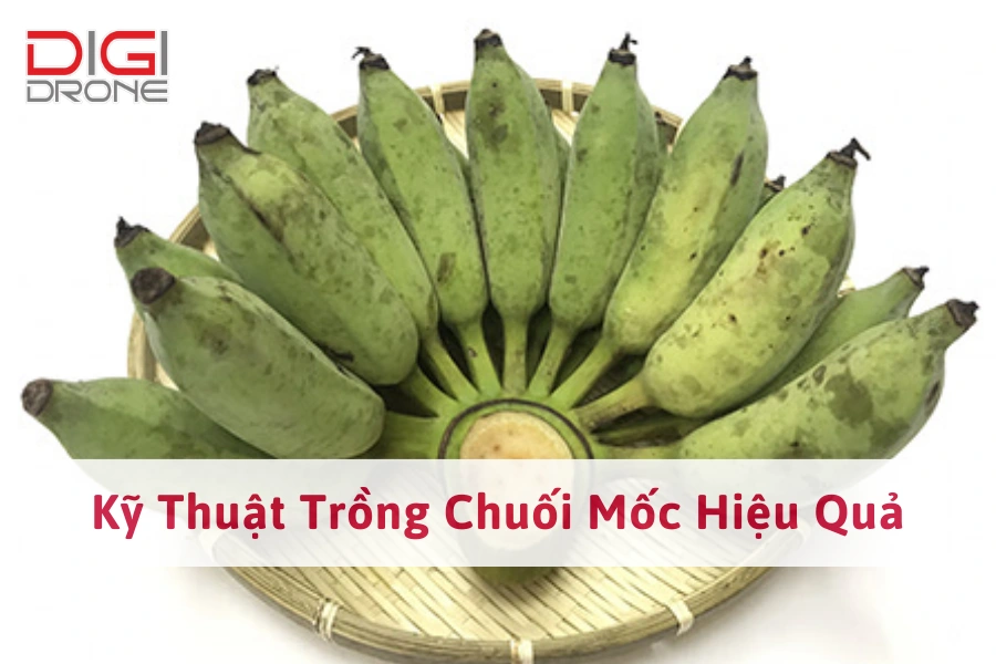 Kỹ Thuật Trồng Chuối Mốc Hiệu Quả, Vườn Sai Trĩu Quả