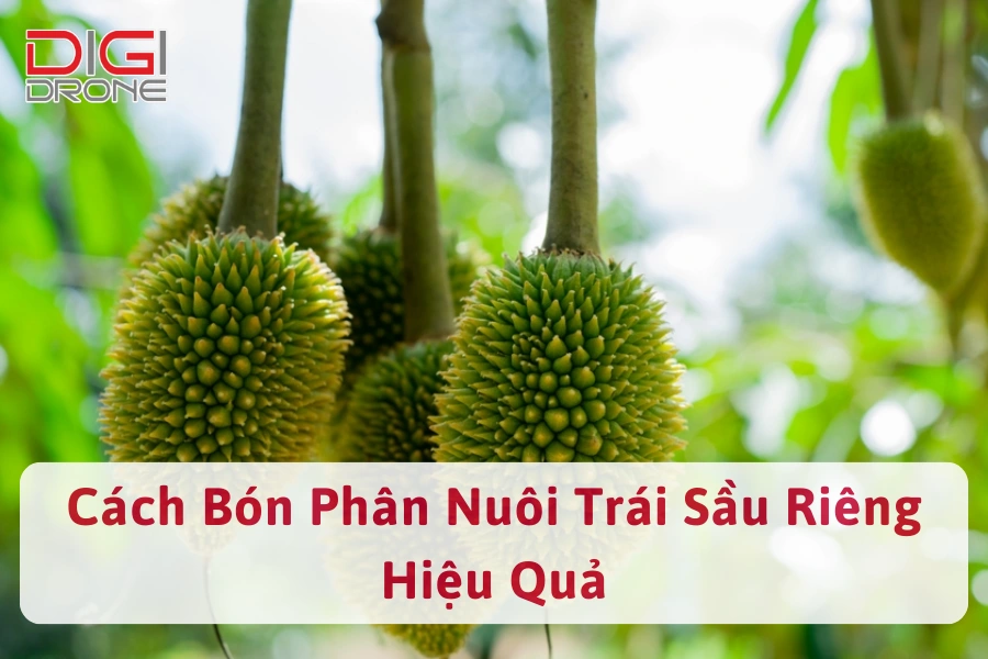 [Hướng Dẫn] Cách Bón Phân Nuôi Trái Sầu Riêng Hiệu Quả