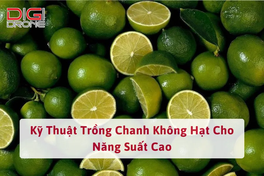 Kỹ Thuật Trồng Chanh Không Hạt Cho Năng Suất Cao