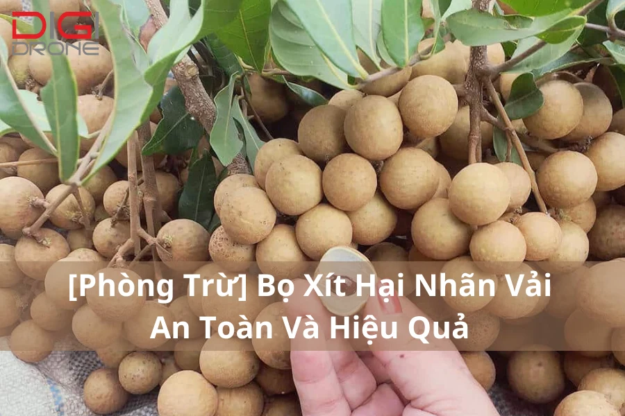 [Phòng Trừ] Bọ Xít Hại Nhãn Vải An Toàn Và Hiệu Quả