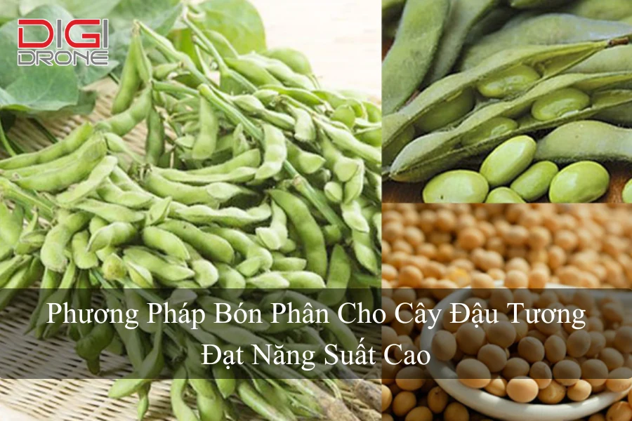 Phương Pháp Bón Phân Cho Cây Đậu Tương Đạt Năng Suất Cao