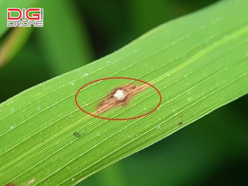Các loại thuốc và cách điều trị bệnh đạo ôn lúa