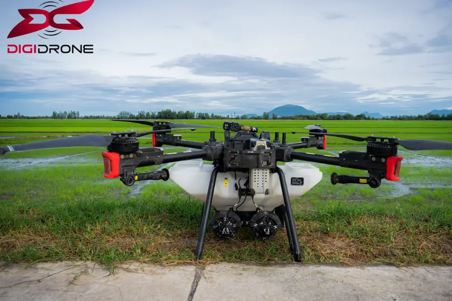 Drone phun thuốc là giải pháp hiện đại cho các trang trại cây kim tiền quy mô lớn