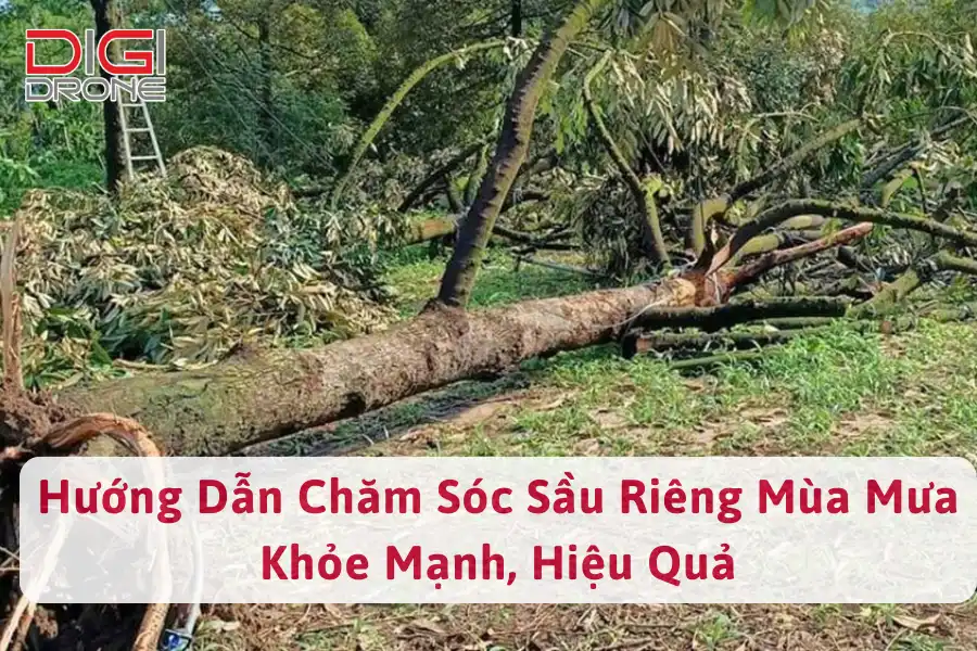 Hướng Dẫn Chăm Sóc Sầu Riêng Mùa Mưa Khỏe Mạnh, Hiệu Quả