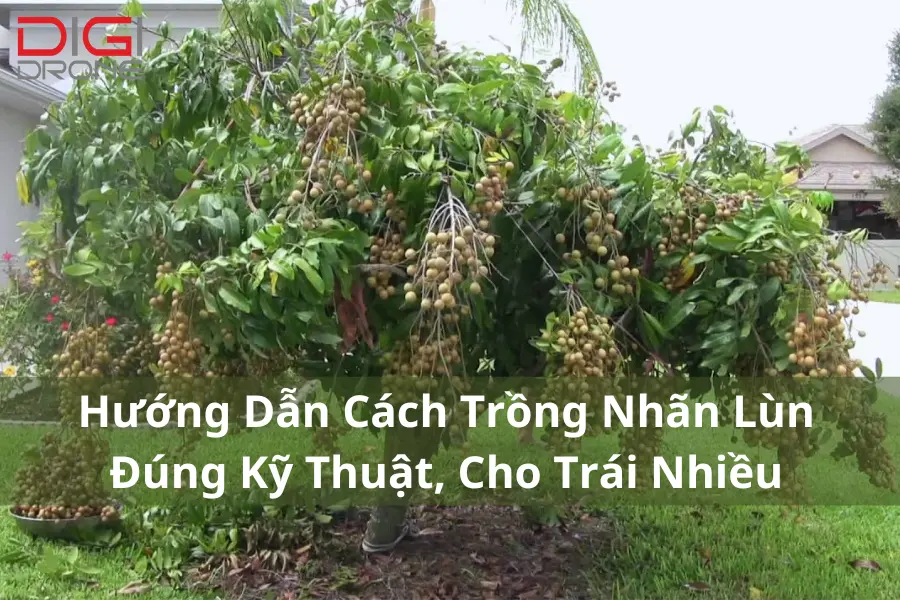 Hướng Dẫn Cách Trồng Nhãn Lùn Đúng Kỹ Thuật, Cho Trái Nhiều