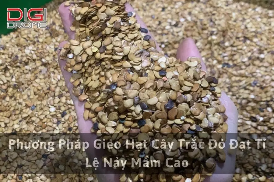 Phương Pháp Gieo Hạt Cây Trắc Đỏ Đạt Tỉ Lệ Nảy Mầm Cao