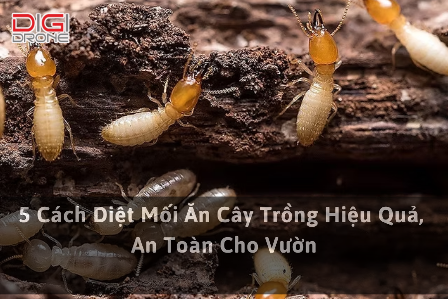 5 Cách Diệt Mối Ăn Cây Trồng Hiệu Quả, An Toàn Cho Vườn