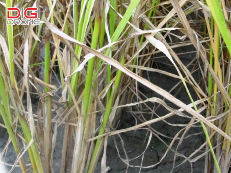 Dấu hiệu nhận biết bệnh khô vằn trên lúa