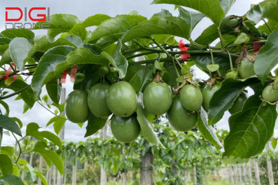 phun thuốc cho cây chanh dây phun thuốc cho cây chanh dây