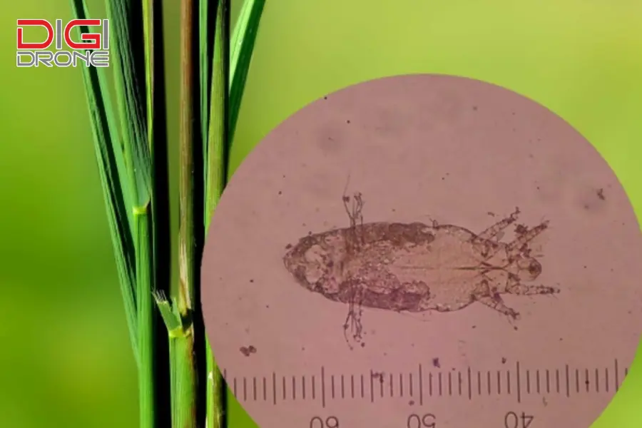 Lưu ý quan trọng khi phòng trừ nhện gié Lưu ý quan trọng khi phòng trừ nhện gié