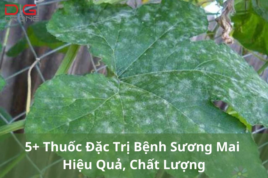 5+ Thuốc Đặc Trị Bệnh Sương Mai Hiệu Quả, Chất Lượng