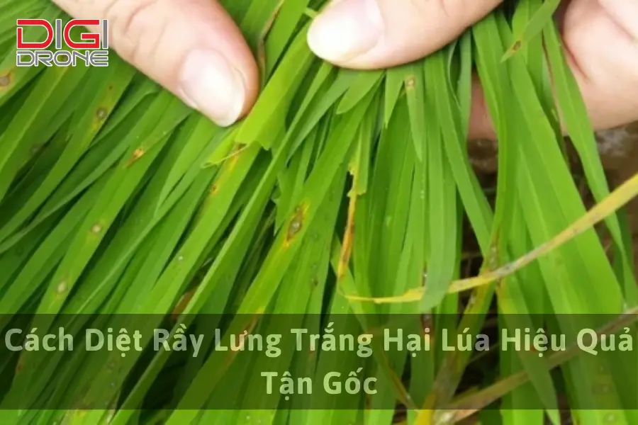 Cách Diệt Rầy Lưng Trắng Hại Lúa Hiệu Quả Tận Gốc